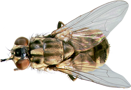 Stable-fly - Stable Fly Png (450x300), Png Download