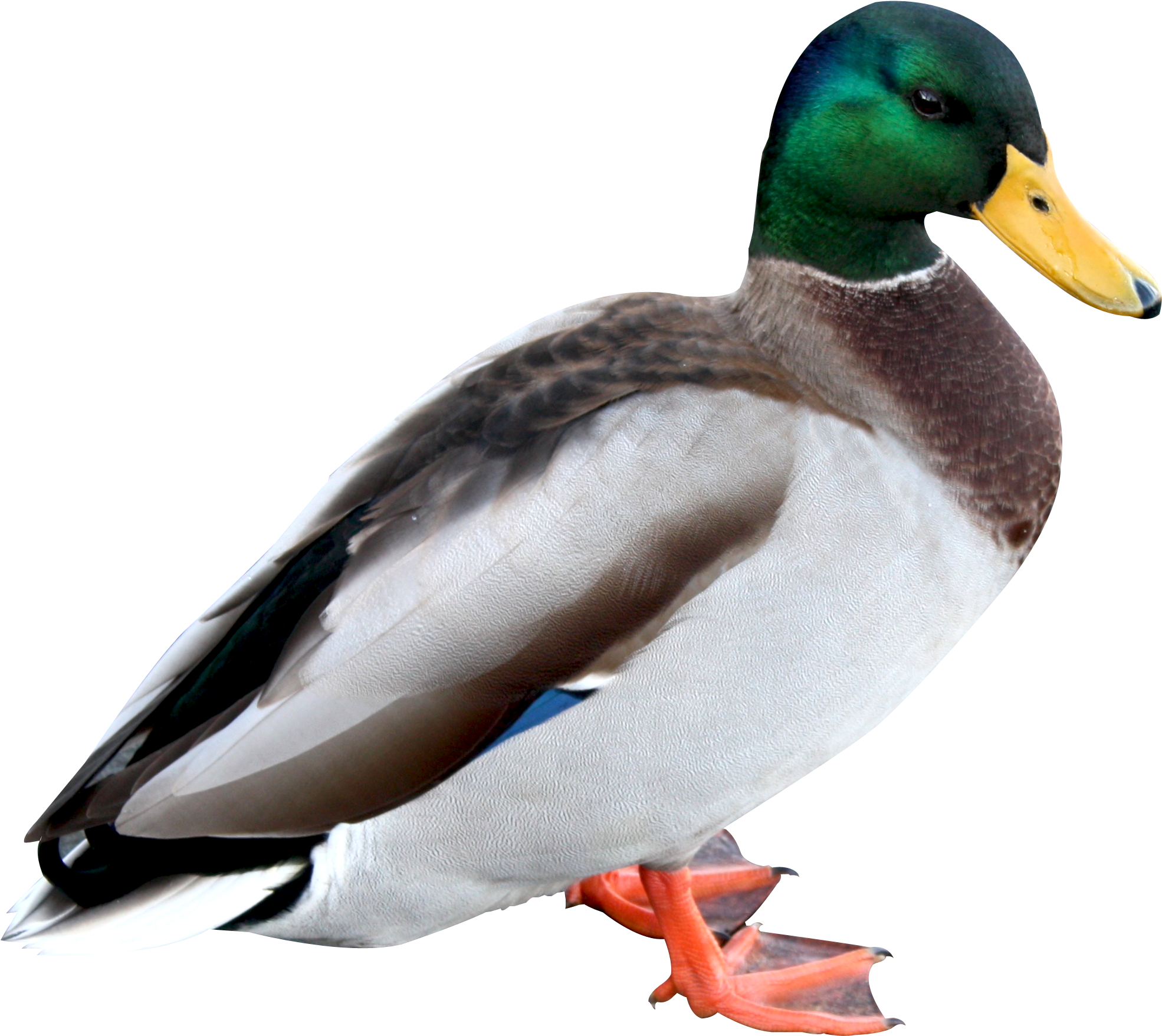 Duck Png Hd - Duck Png (2017x1801), Png Download