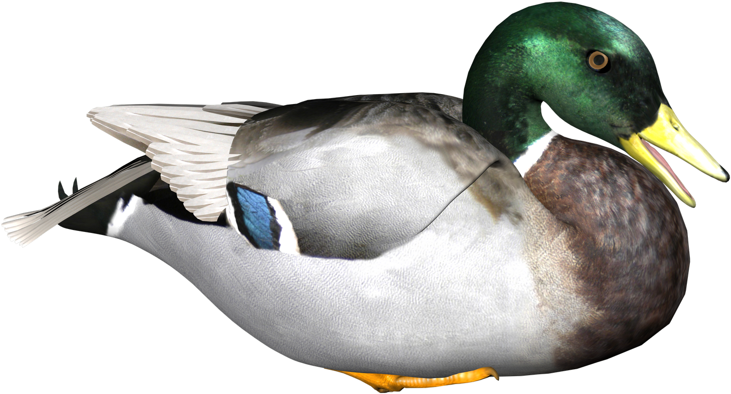 Duck Transparent Background1 - Duck Png (1024x724), Png Download