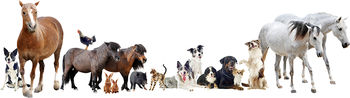 Animals-group - “ - Large And Small Animal Vet (1170x323), Png Download