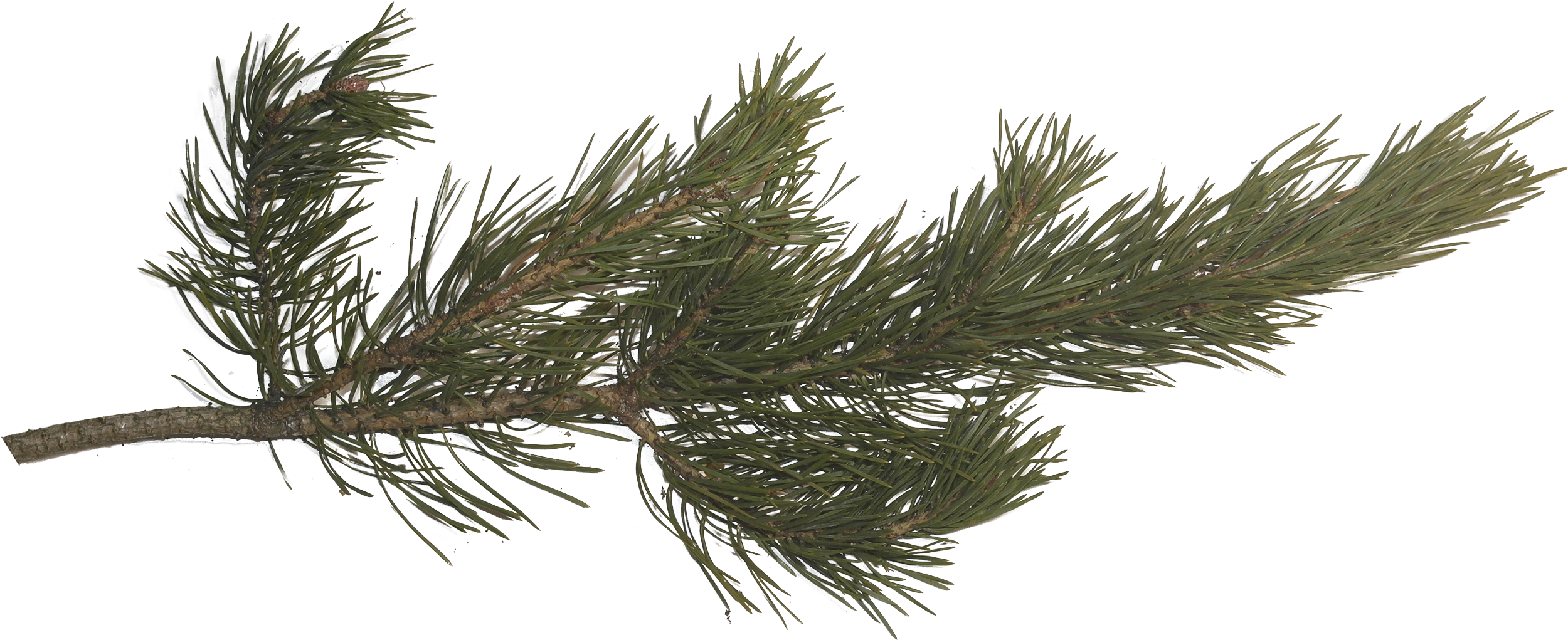Pine Branch, Pine Tree, Tree Branches, Pictures Images, - Pine Tree Branch Png (2560x1092), Png Download