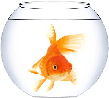 Animals - Fish Swim (amicus Ink Board Books) (567x417), Png Download