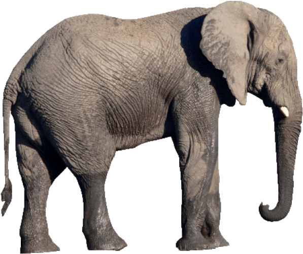 Free Png Elephant Png Images Transparent - Elephant Png (850x638), Png Download