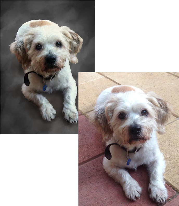 Taking A Look At A Few Things We Can Adjust To Improve - Schnoodle (687x800), Png Download