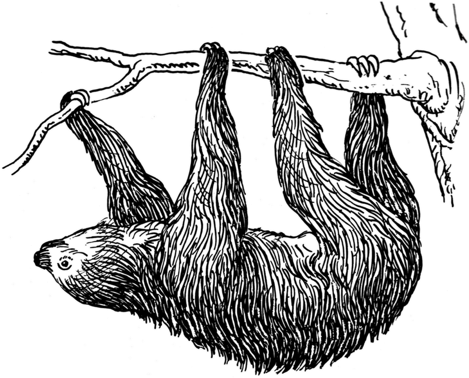 Sloth - Sloth Drawing (954x768), Png Download