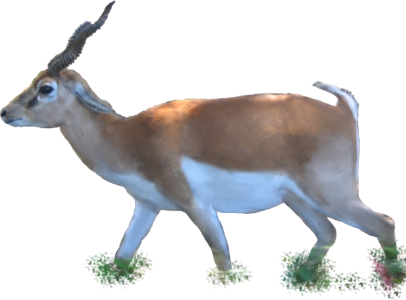 Animals/ Mammals/ Bovines/ Indian Blackbuck - Png Images Of Animals (406x300), Png Download