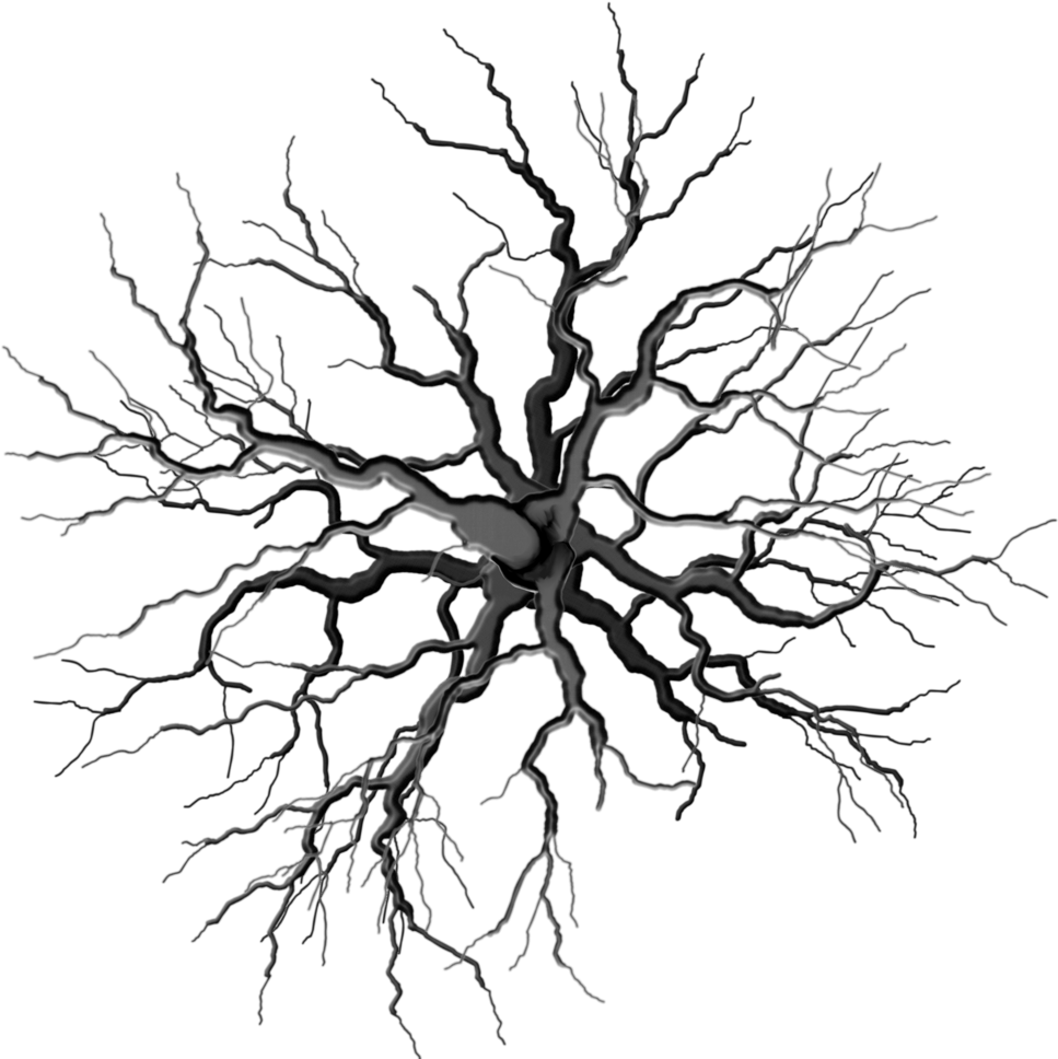 Profantasy Community Forum - Black And White Tree From Top (1000x1000), Png Download