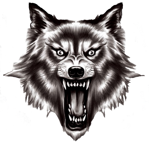 Real Wolf Png - Wolf Head Transparent Background (508x493), Png Download