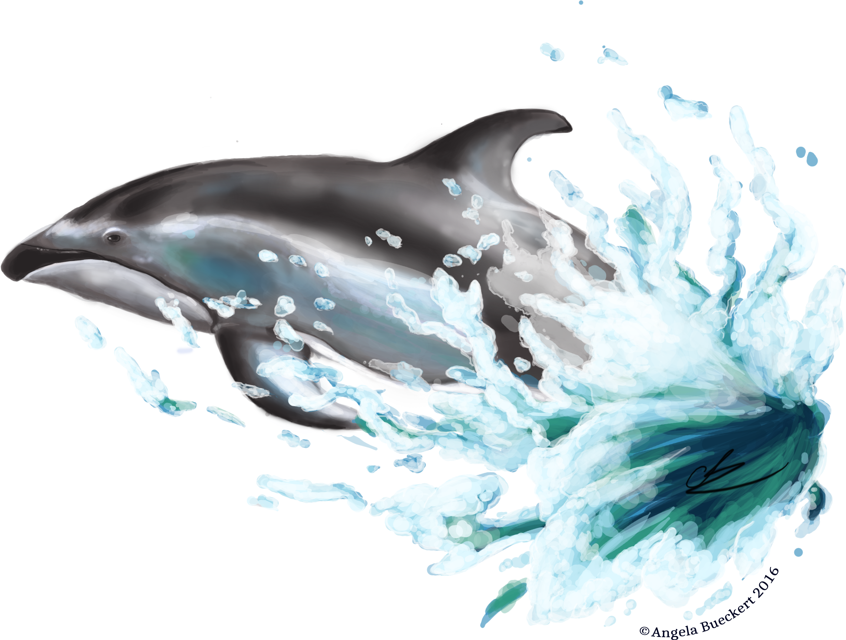 White Sided Dolphin Png (3000x2400), Png Download