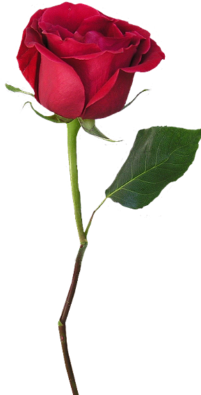 Single Red Rose, Watercolor Cards, Red Roses, Muse, - Rose With Stem Png (330x567), Png Download
