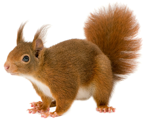 Download - Squirrel Png (500x419), Png Download