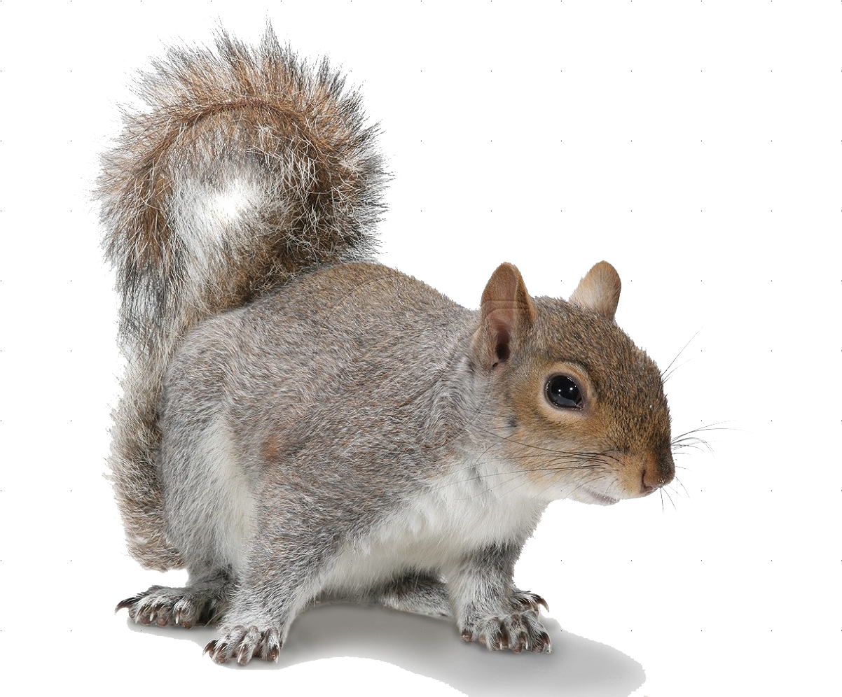 Banner Free Download Png Images For Free Download On - Grey Squirrel White Background (1206x1038), Png Download
