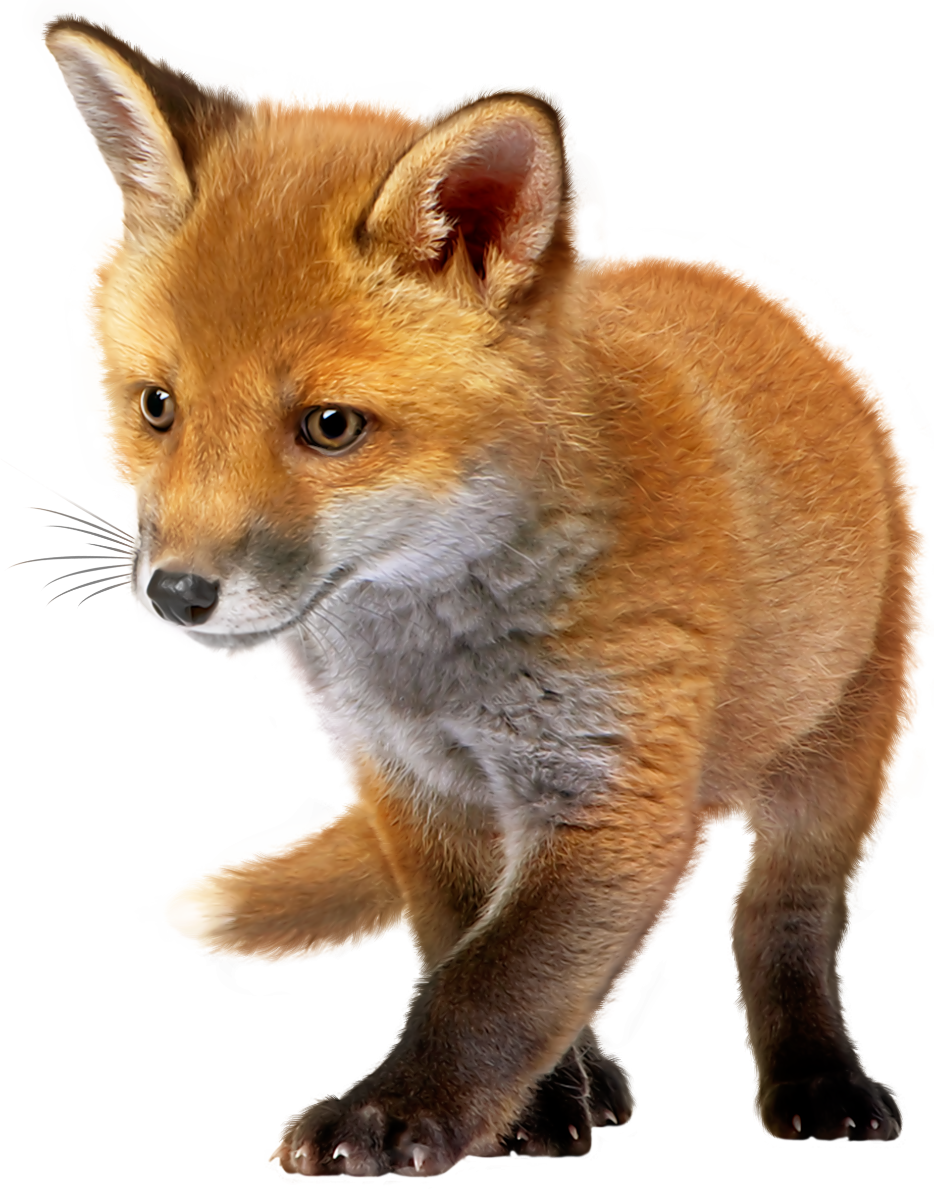 Baby Fox Png Clip Art (1850x2355), Png Download