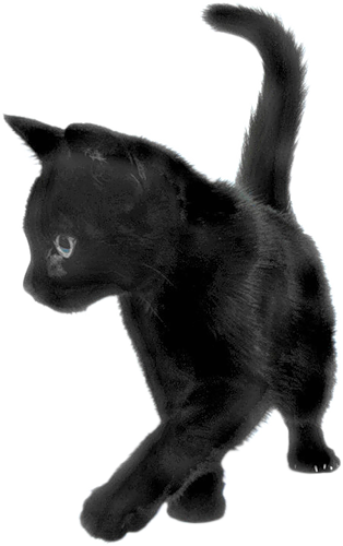 Cats Png - Black Kitten Transparent Background (314x500), Png Download