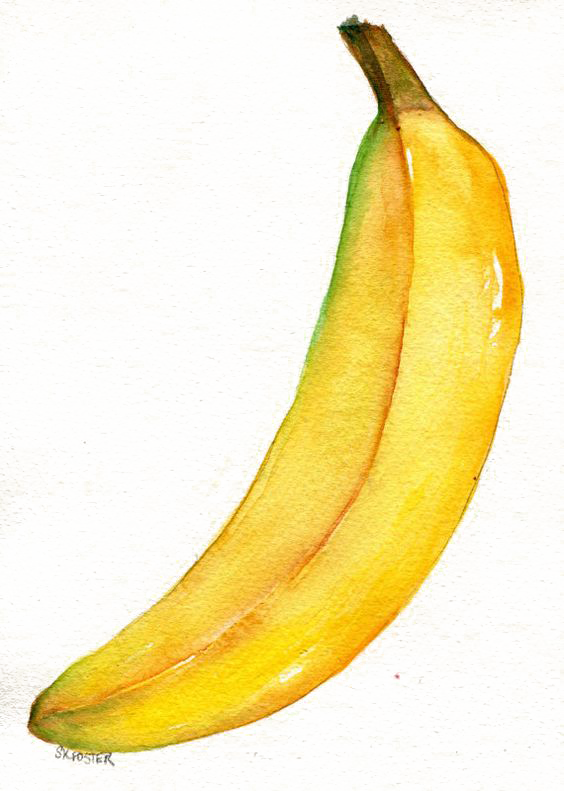 Image Stock Watercolor Painting Banana Illustration - Drawing (564x791), Png Download
