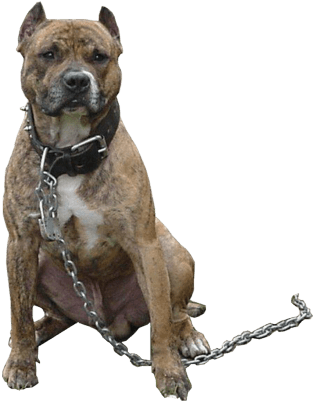 Pitbull Chain - Pitbull Png (400x400), Png Download