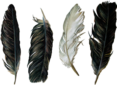 Feathers & Guns - Feather Transparent (500x400), Png Download