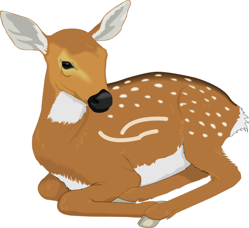 Deer 6 Free Vector - Deer Clipart Png (800x731), Png Download