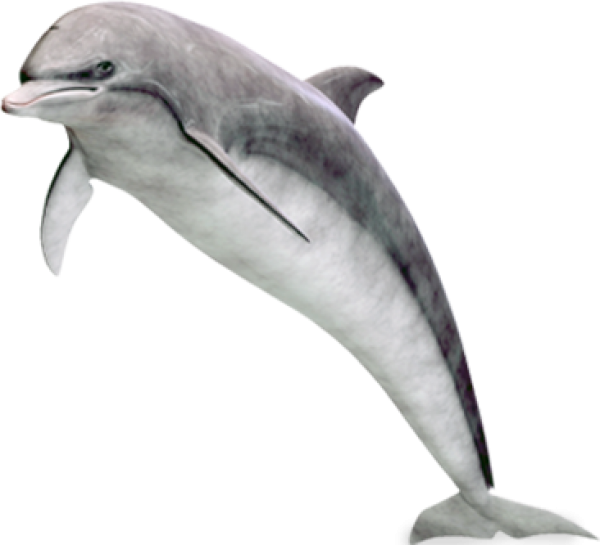 Dolphin Png Image - Дельфины Png На Прозрачном Фоне (366x333), Png Download
