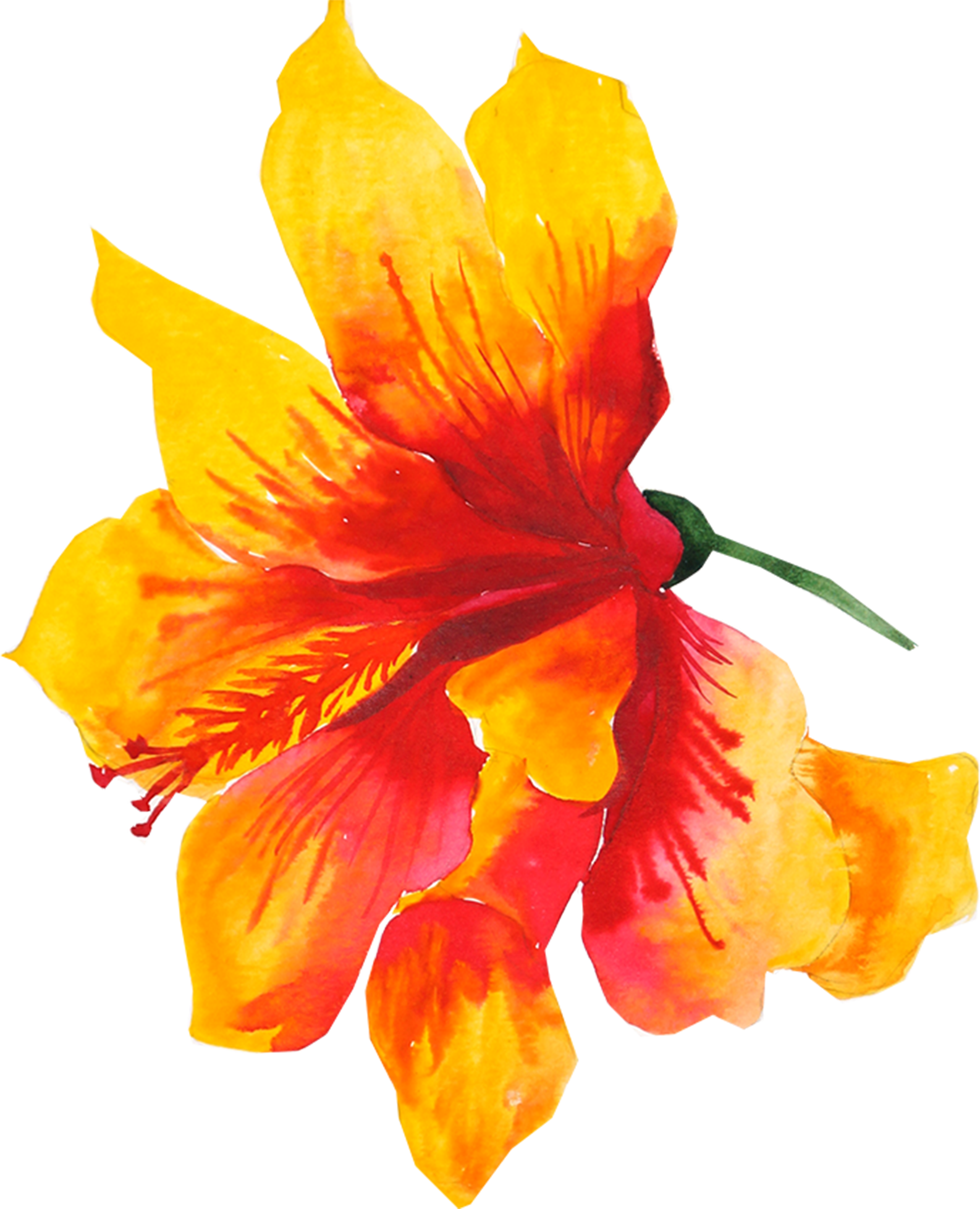 Flower Yellow Watercolor Painting Drawing - Watercolor Hibiscus Yellow Flower Png (1586x1957), Png Download