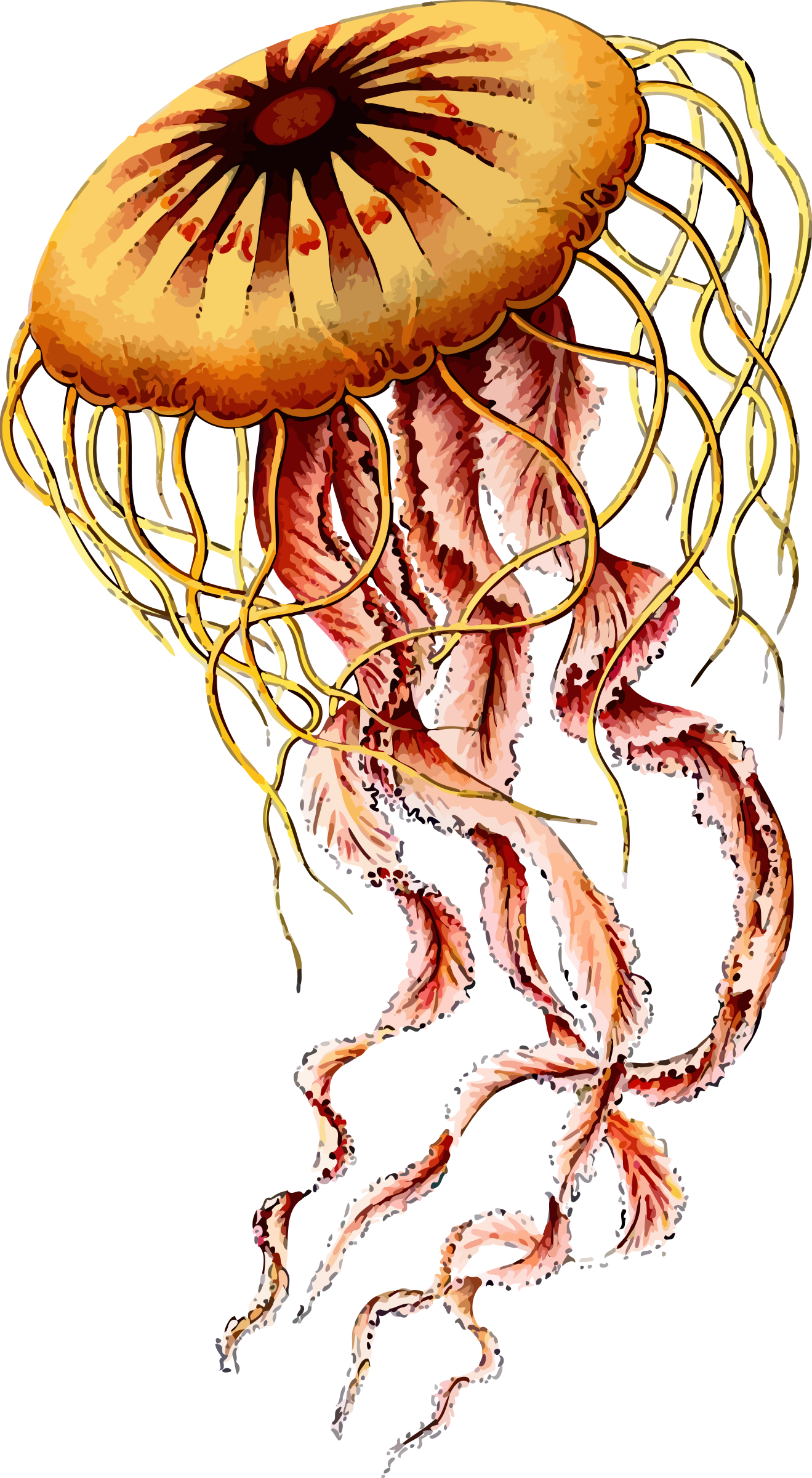 Jellyfish Png (1319x2400), Png Download