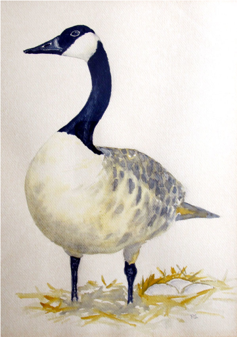 What A Canada Goose Taught Me - Snow Goose (1080x675), Png Download