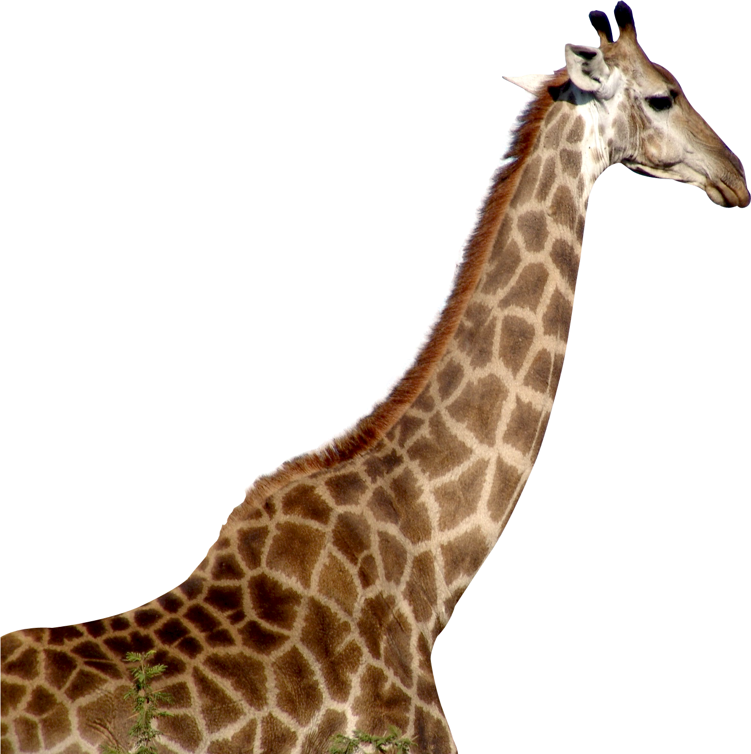 Giraffe Png (1572x1536), Png Download