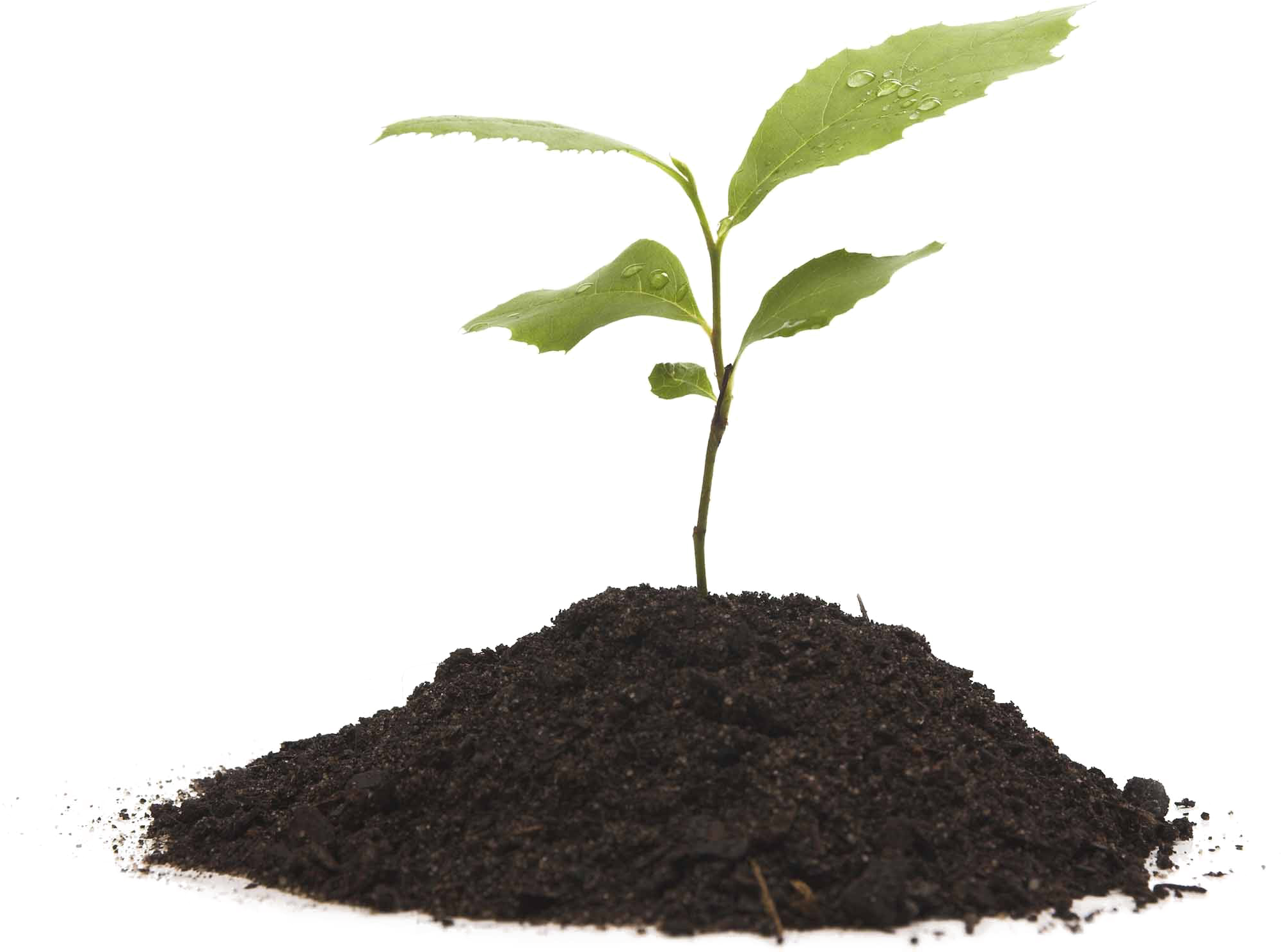 Growing Plant Png Mart - Plant Growing Transparent (2000x1502), Png Download