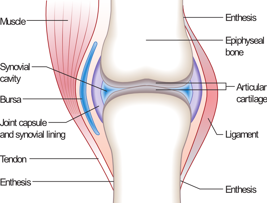 File - Joint - Synovial Joint Without Labels (862x656), Png Download
