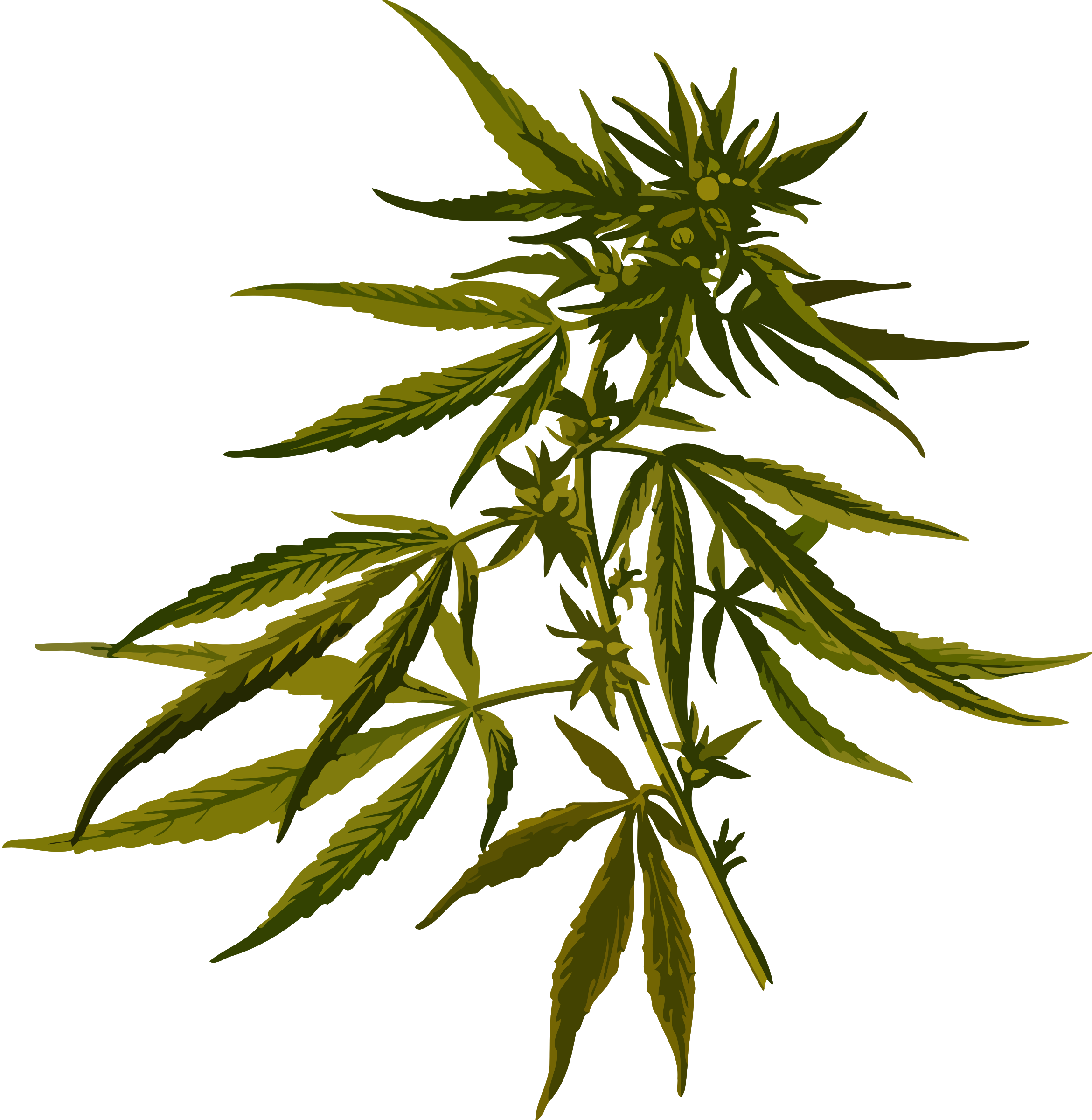 Cannabis Png Image - Cannabis Sativa (2341x2400), Png Download