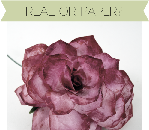 I Got A Little Carried Away With The Tips And Used - Flower (498x499), Png Download