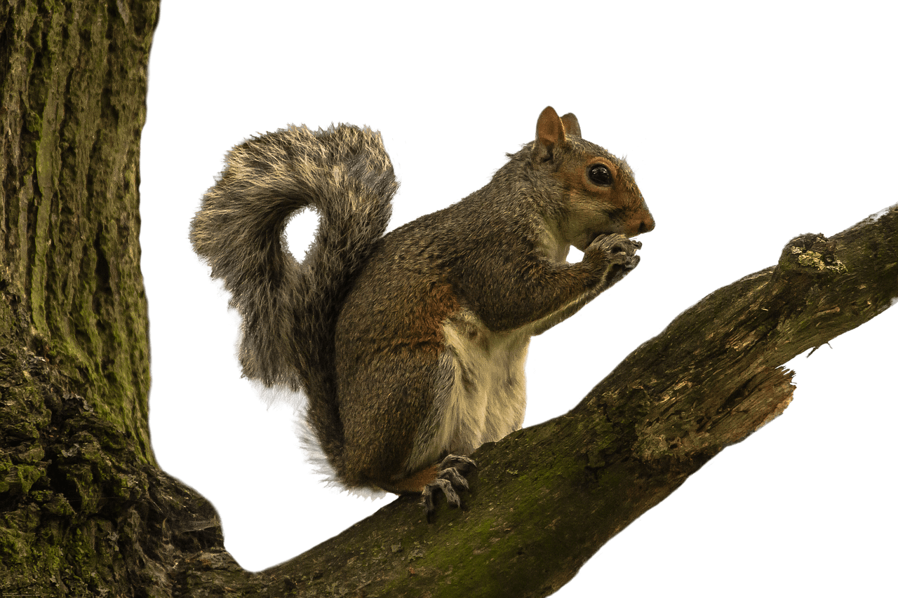 Download - Squirrel In Tree Png (1280x853), Png Download