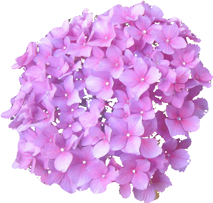 Tube, Florals - Hortensias Png (450x437), Png Download