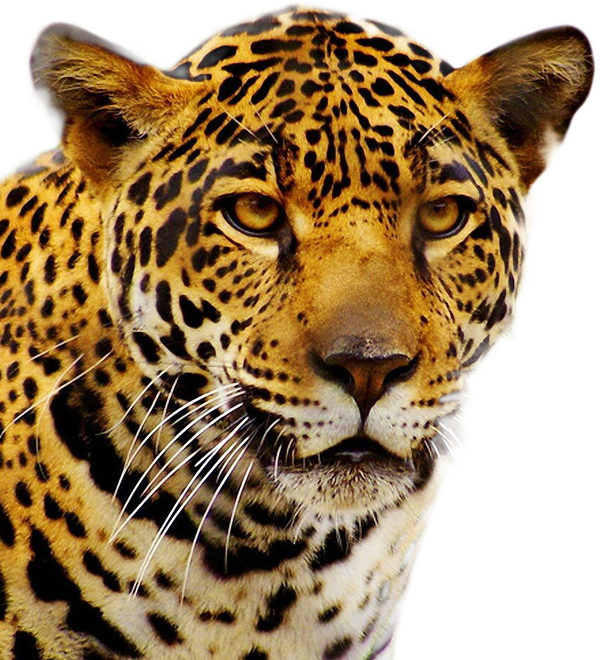 Jaguar Png (600x660), Png Download