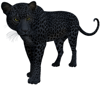 Black, Panther, Leopard, Jaguar, Cat - Snöleopard Black And White (425x340), Png Download