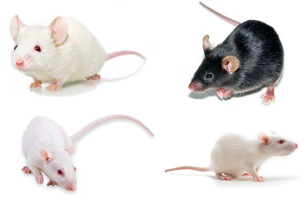 Commonly Used Mouse And Rat Strains For Toxicological - Vector Construction (614x425), Png Download