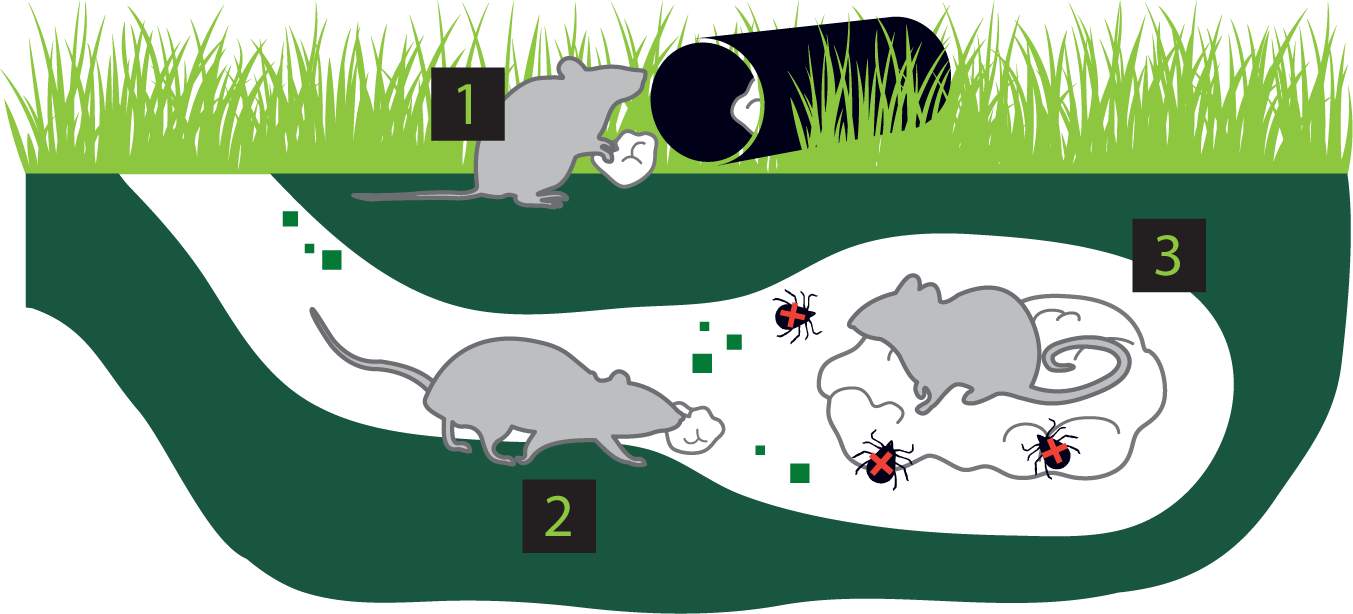 Ticks Feeding On The Mice Die - Illustration (1353x614), Png Download