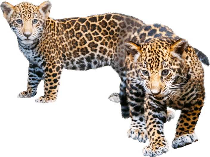 Jaguar Transparent Baby Png Black And White Library - Leopard Cub Transparent Background (712x544), Png Download