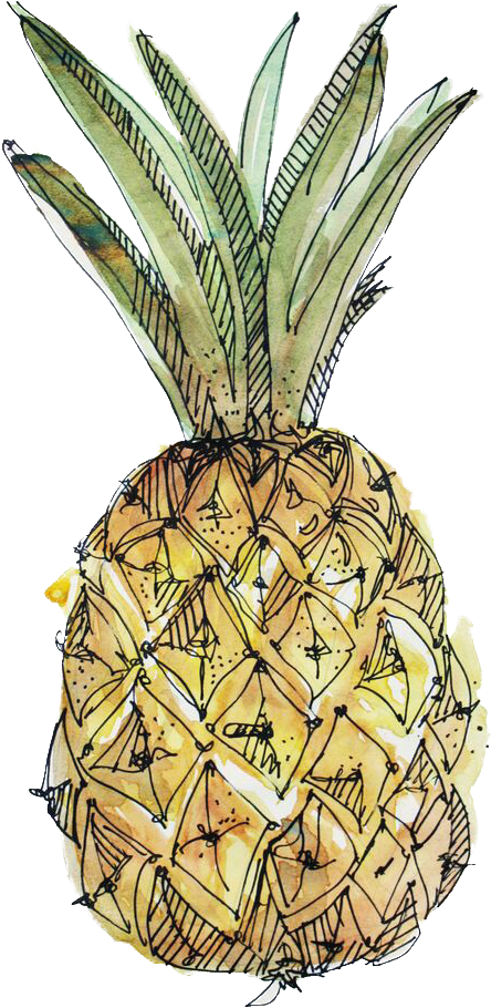 Pineapple sketch drawing svg png dxf eps jpeg Chameleon Cuttables LLC |  Chameleon Cuttables LLC