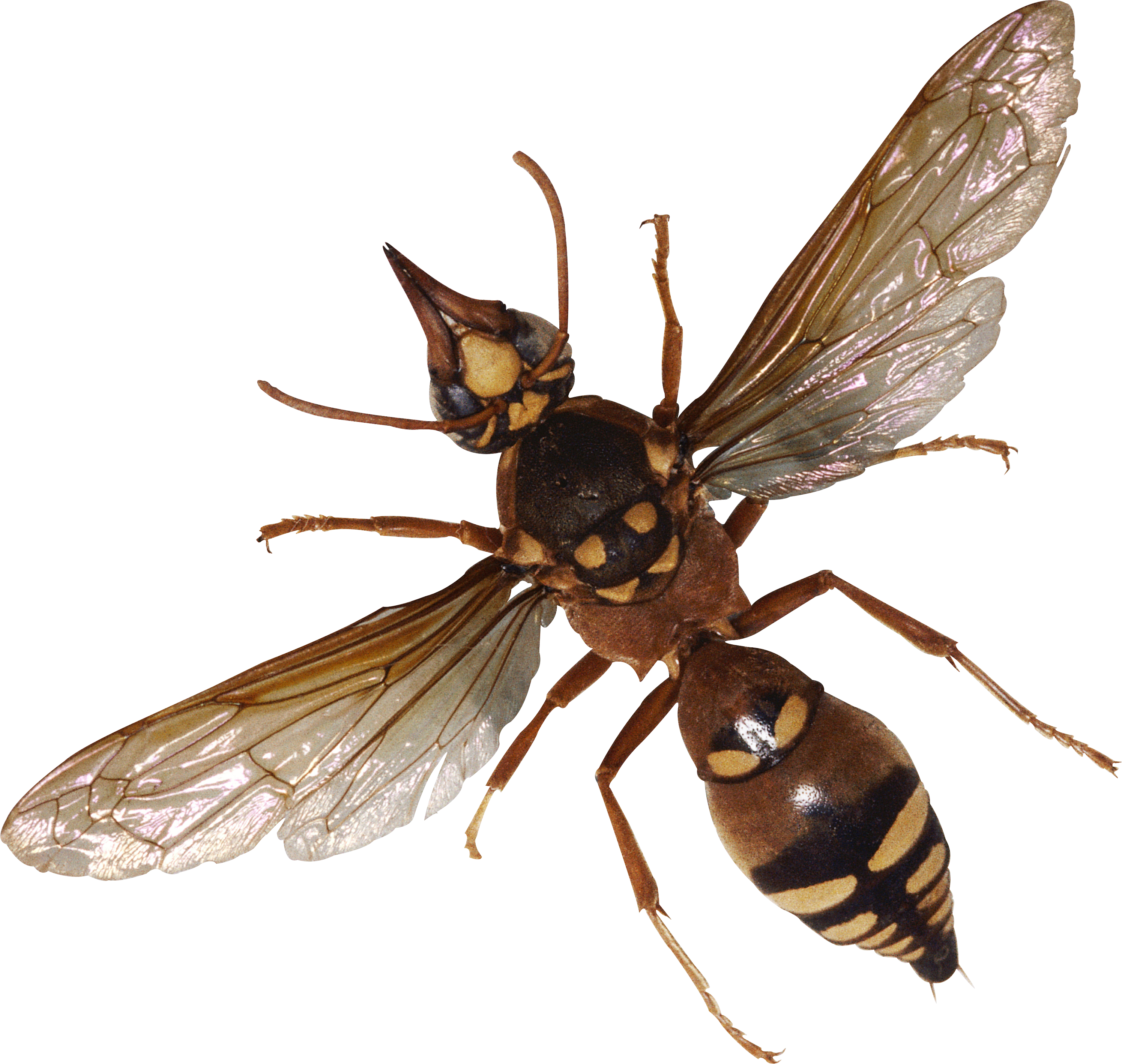 Bug Png Image - Bugs Png (2991x2837), Png Download