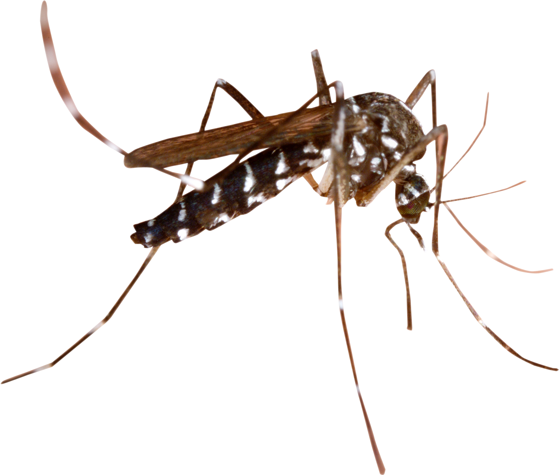 Mosquito Png Transparent Image - Mosquito Png (2052x1724), Png Download