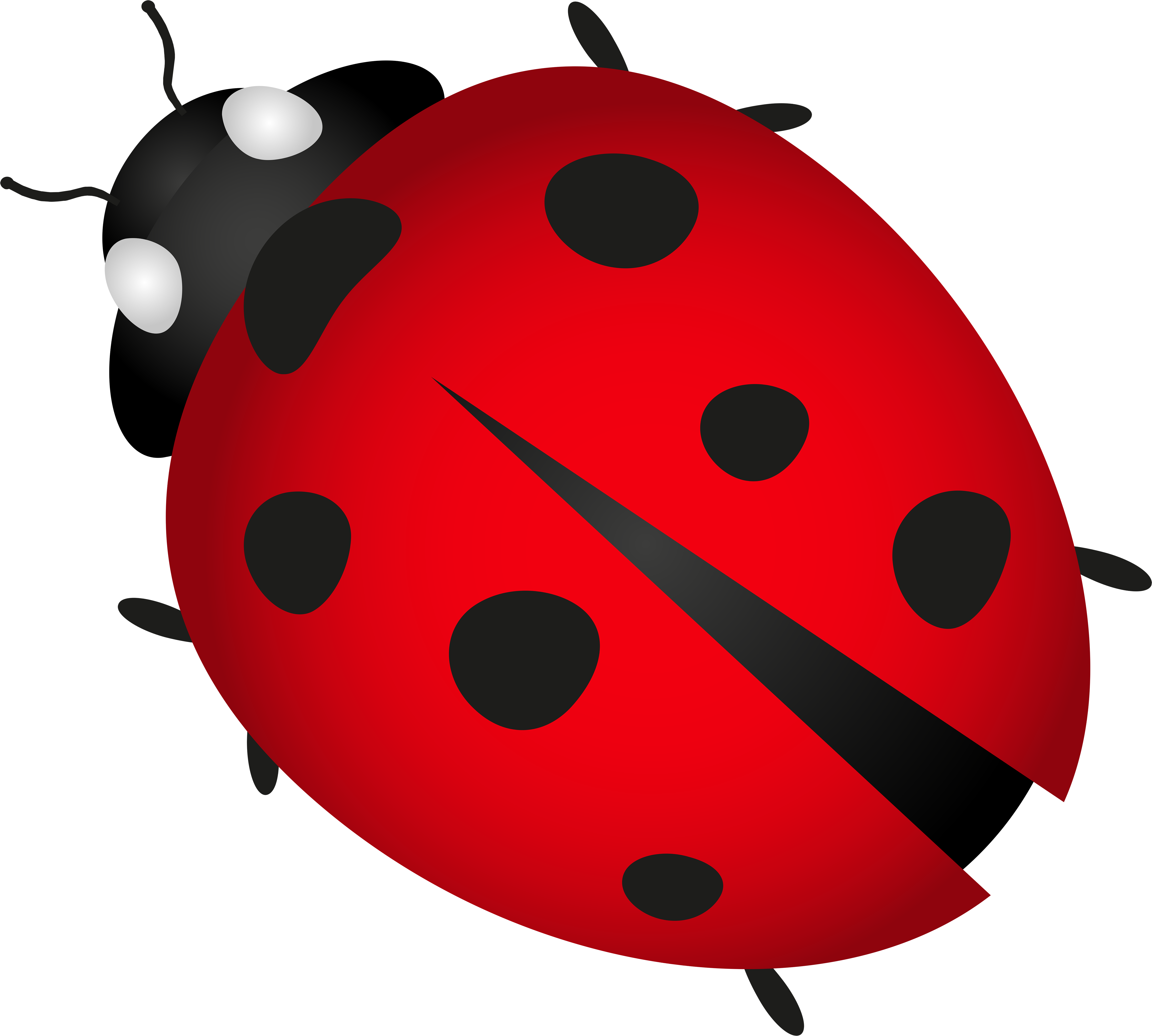 Download Clipart Png Insect Ladybug Transparent Png Image With No Background Pngkey Com