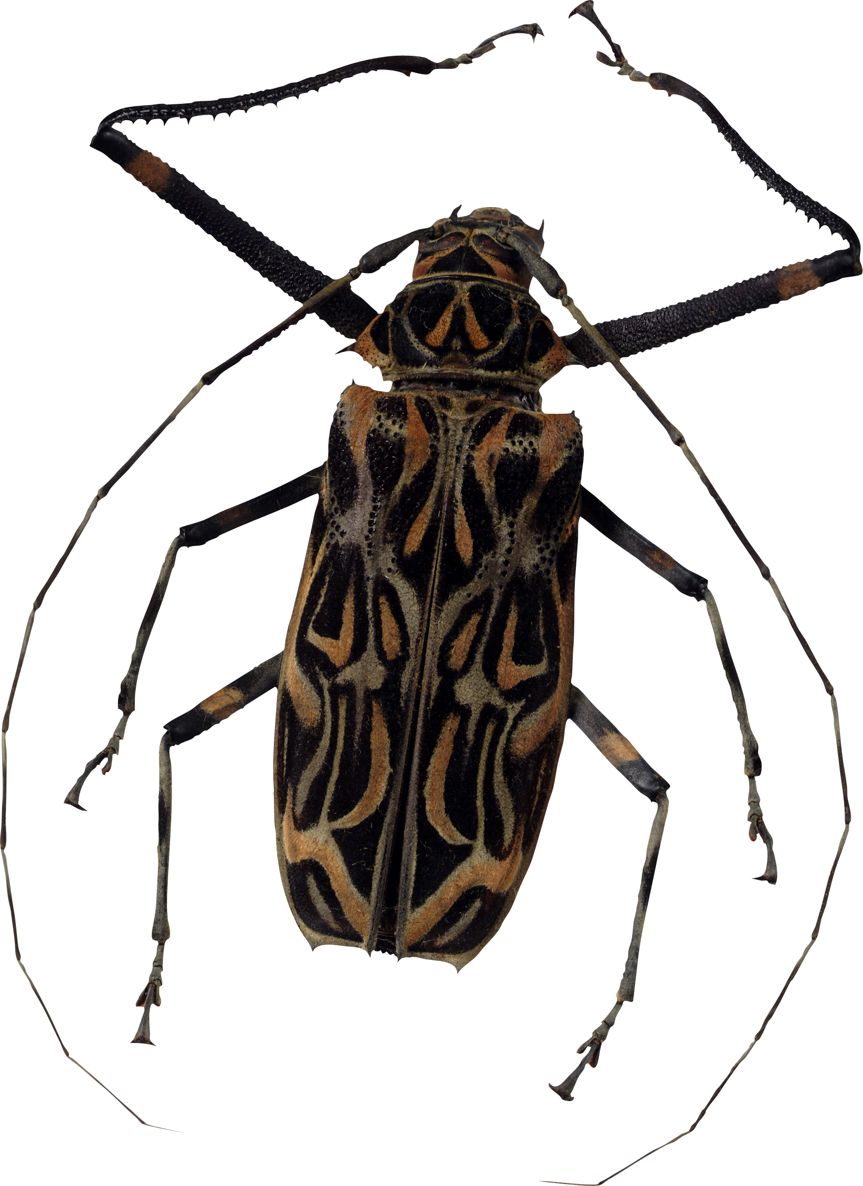 Bugs Png (1689x2319), Png Download