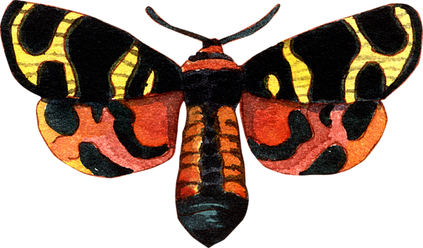 Bleed Area May Not Be Visible - Black Red Yellow And Orange Moth Native (600x352), Png Download