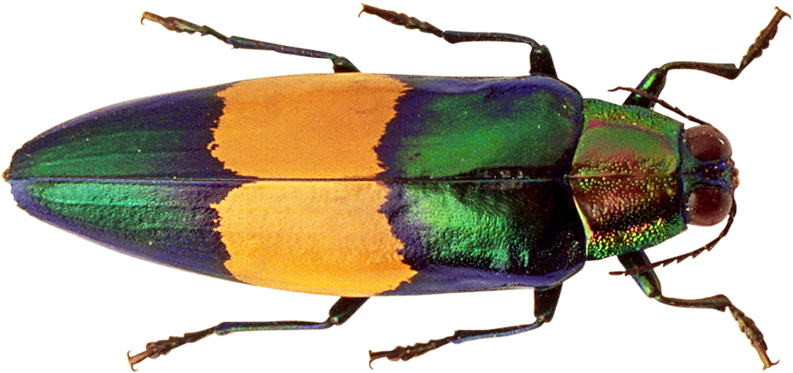 Colorful Insects Note Cards (1200x671), Png Download