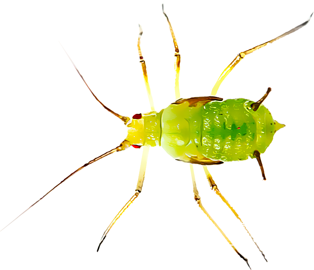 Aphids Are One Of The Most Common Insect Pests Found - Insect Aphids (1000x1000), Png Download