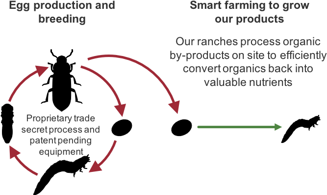 Mealworm Lifeycle - Mealworm (708x410), Png Download