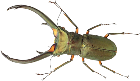 Bug Png Transparent Image - Bug Png (500x314), Png Download