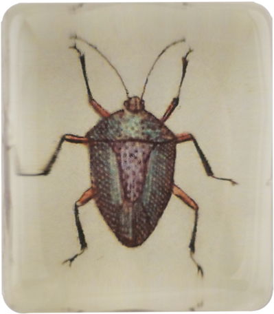 Insect - Longhorn Beetle (500x500), Png Download