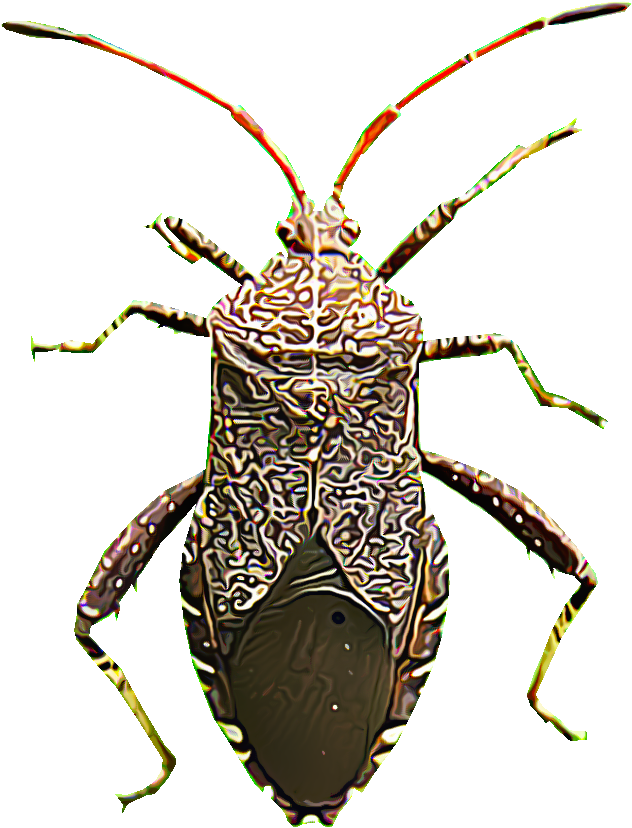 As Their Name Suggests, Squash Bugs Strike Summer And - Insect (1000x1000), Png Download